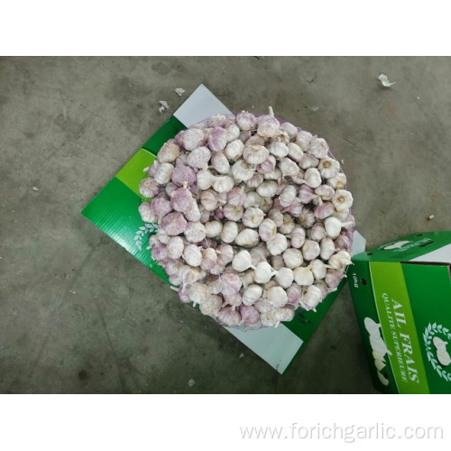 Hot Sale 2019 Normal Garlic